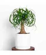 Ponytail Palm Live Plant: Easy Care Indoor Succulent Houseplant + FREE 1... - $101.92
