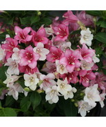 75 Of OLD FASHIONED WEIGELA  - Shrub - Flower Seeds - Blooms in 3 colors... - £8.00 GBP
