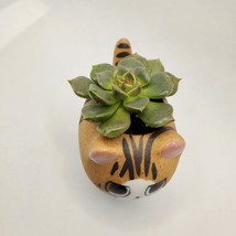 Graptoveria Olivia Succulent in Cat Planter - 2.5" Kitty Kitten Ceramic Pot image 5