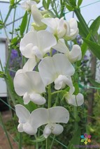 50+ Lathyrus Latifolius White Pearl Perennial Sweet Pea Seeds - ! - $6.30