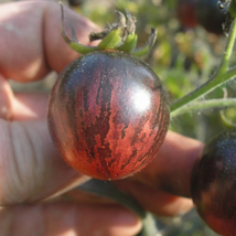 &#39;Strawberry Fruit&#39; Tomatoes Perfectly Balanced Flavor 100 PCS Seeds - $15.94