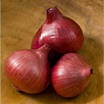 Camelot Shallots Seeds 20+ Seeds Non Gmo Fruit Herb Flower Seeds Fresh - $10.75