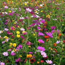 Jstore 500 Seeds Non-GMO Wildflower Mix Bouquets For Days Heirloom Garden Pollin - £7.59 GBP
