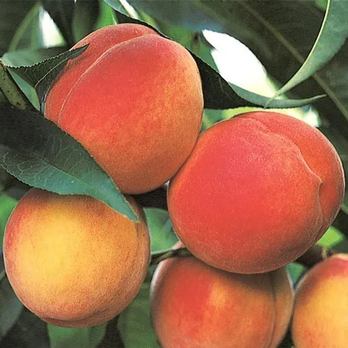 One Belle of Georgia Peach Bareroot Tree 12-18 - $36.65