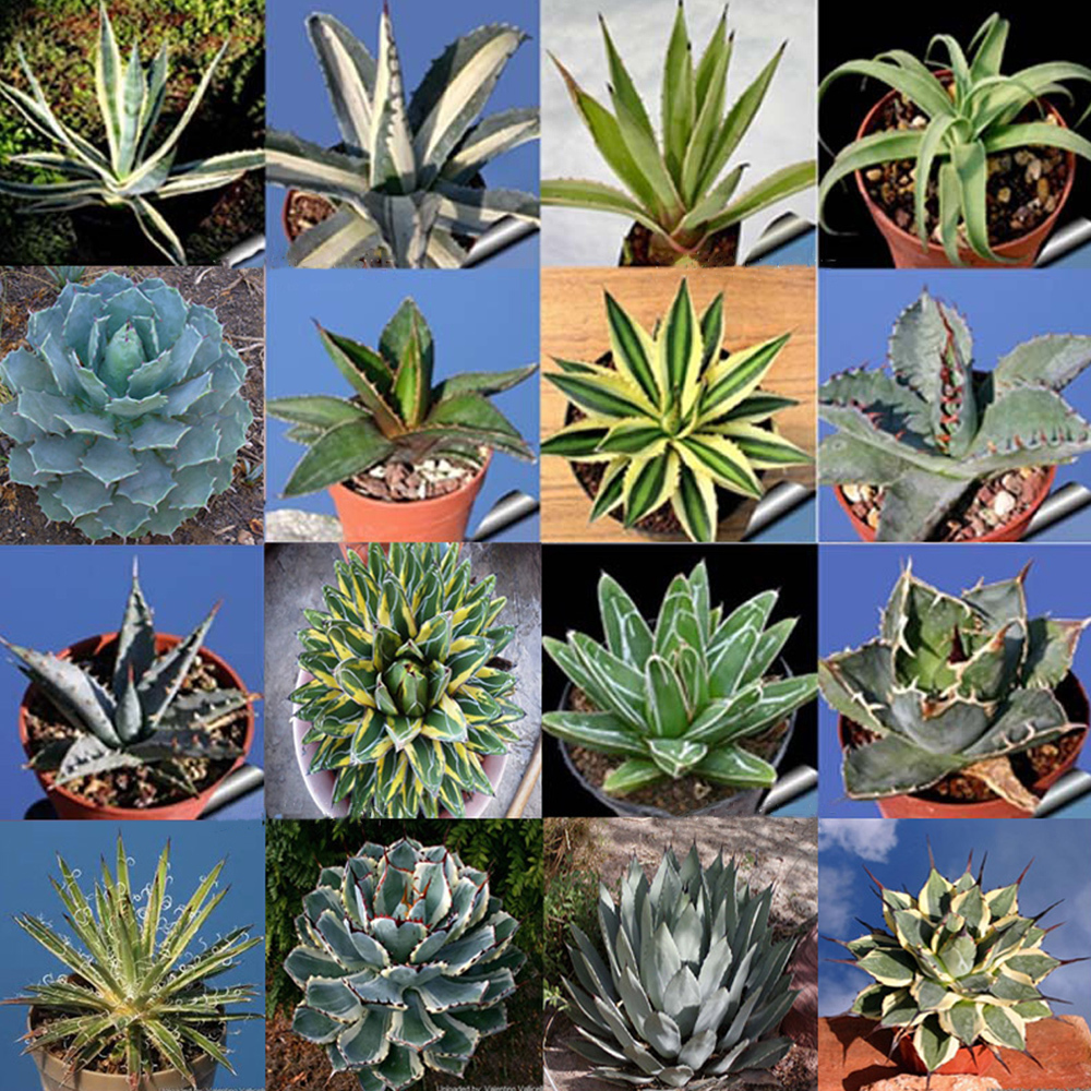 20 Seeds Agave Mix Seeds Century Plant Many Unique Succulent Plant Species Fresh