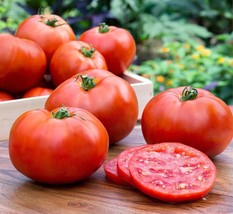 AD 50 Seeds Early Boy Bush Tomato Juicy Tomatoe Vegetable Edible Food Ho... - €11,42 EUR