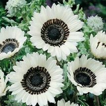 25 Snow White Sunflower Seeds Flowers Seed Flower Perennial - £12.37 GBP