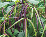 Top Pick Pinkeye Purple Hull Pea Seeds NON-GMO Cowpea Southern Pea  - $3.40