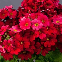 Fresh Fairy Primrose Seeds Primula Malacoides Crimson Flower Seed 2000 S... - £14.60 GBP