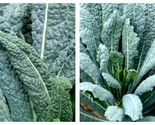 2000 Seeds Kale Lacinato Dinosaur Kale Salads 30 Day Harvest Garden - £29.05 GBP