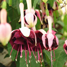 Purple Double Petals Fuchsia Potted Flower Potted Plants Hanging Fuchsia... - £6.20 GBP