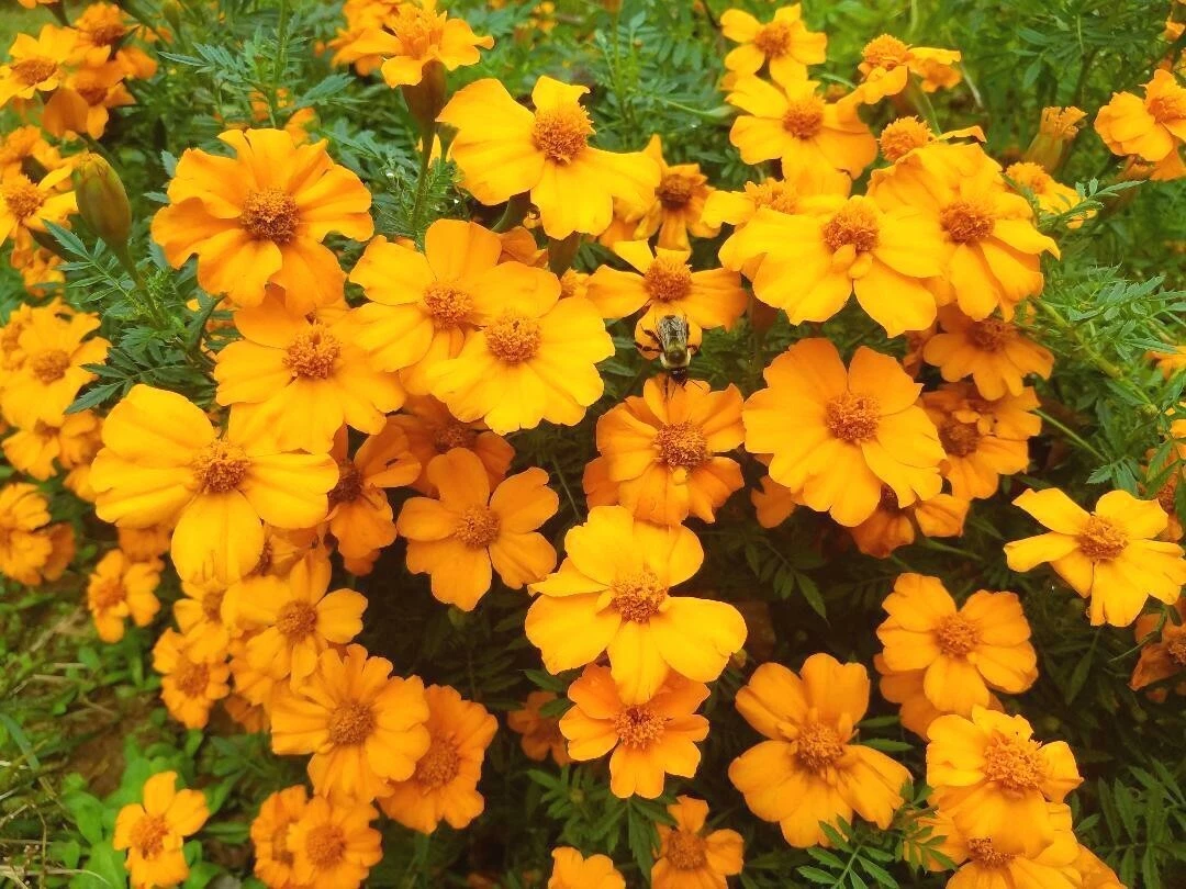 1/4 oz Orange Marigold Seeds, Single Bloom Marigolds, Heirloom Seeds 2000ct - $17.64