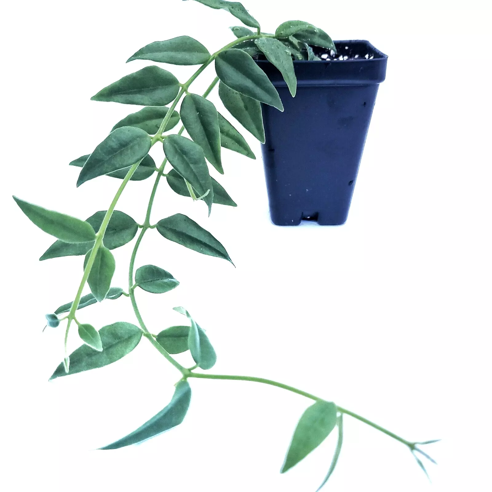 2.5&quot; Pot 2 Stems Hoya Bella live plant or Hoya Lanceolata Houseplant - £23.58 GBP