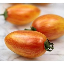 Blush Tiger Tomato Modern Seed Organically And Tropical Flavor Gold Pink Blush U - £14.96 GBP