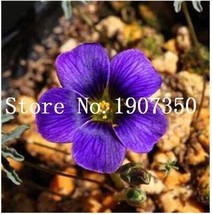 100Seeds Exotic Rainbow Oxalis Wood Sorrel Flower Bonsai Plants Oxalis Purple Sh - £7.84 GBP