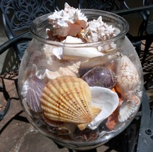 15 Livre Énorme Lot De Océan Coque Coquillage avec Verre Bol California San - $1,681.45 MXN