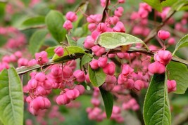 LKS 10 Cork Spindle Shrub Seeds Euonymus Phellomanus Home Garden - $436.61 MXN