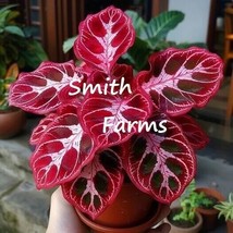 AD 25 Seeds Crimson Trace Flower Red Home Garden - $249.91 MXN