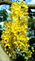 GOLDEN SHOWER TREE, Cassia fistula, rare gold rush yellow flower seed 10 seeds - £7.05 GBP
