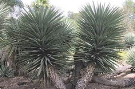 5 Giant Mountain Yucca Seeds-1148 - £3.18 GBP