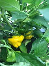Lot Of 3 Yellow Jamaican Scotch Bonnet 75 Day+ Old Super Hot Pepper Live Plants - £35.34 GBP