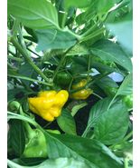 LOT OF 3 YELLOW JAMAICAN SCOTCH BONNET 75 Day+ Old Super Hot Pepper LIVE... - £35.83 GBP