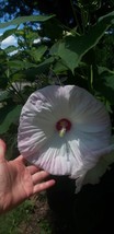 SEPT 20 Hardy Hibiscus Seeds Luna White Perennial. - $5.88