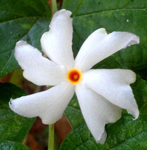 FREE SHIPPING Nyctanthes arbor-tristis Night-flowering Coral Jasmine Parijat 5 S - £11.89 GBP