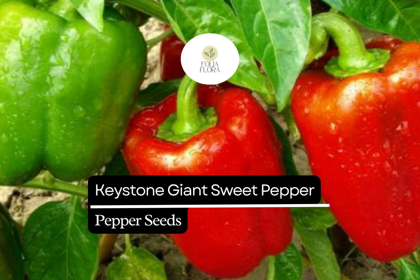 25 Keystone Giant Sweet Pepper Seeds – Capsicum annuum – Large, Thick-Wa... - $5.14