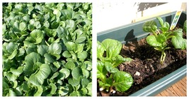 Tat Soi Chinese Cabbage Seeds 3000 Fresh Garden Seeds - £15.71 GBP