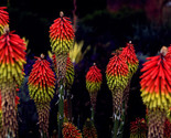 Red Hot Poker Kniphofia Uvaria 30 Seeds - $8.99