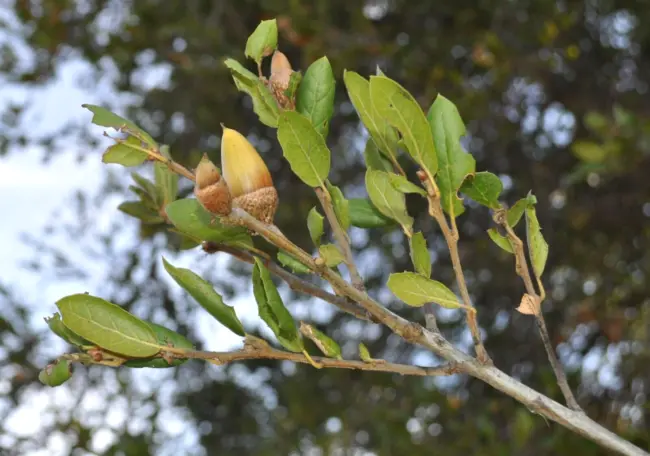 10 Coast Live Oak Acorns Quercus Agrifolia Fresh Garden - £15.72 GBP