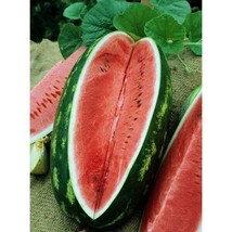 Watermelon Allsweet 2550 Lb Fruit Sweet 30 Seeds Made In From US  - $8.35