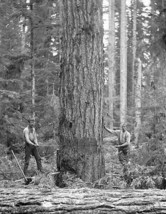 Vintage Photo Washington State: Lumbering scene ca.1895 Black &amp; White - £9.38 GBP