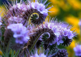 New Listing200+ Lacy Phacelia Seeds Purple Tansy Flower Bee&#39;S &amp; Butterfl... - $9.89