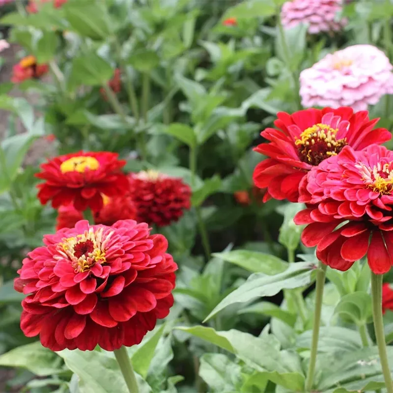 Semilir 100 Will Rogers Zinnia Seeds For Garden Planting Vegetable Supplier - £8.91 GBP