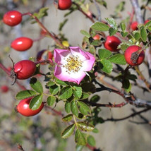 12 Sweet Briar Rose Seeds Rosa Rubiginosa Fresh Seeds Gardening USA - $12.90