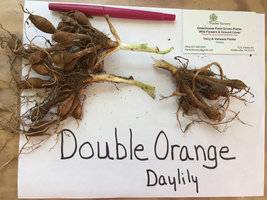 ORANGE DOUBLE BLOOM Daylily 3 fans/root systems image 3