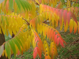 BPA 30 Seeds Flameleaf Sumac Tree Shining Dwarf Winged Rhus Schmaltzia Copallina - £7.64 GBP