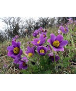 Pulsatilla Vulgaris Pasque Flower Seeds New Fast Shipping - $17.96