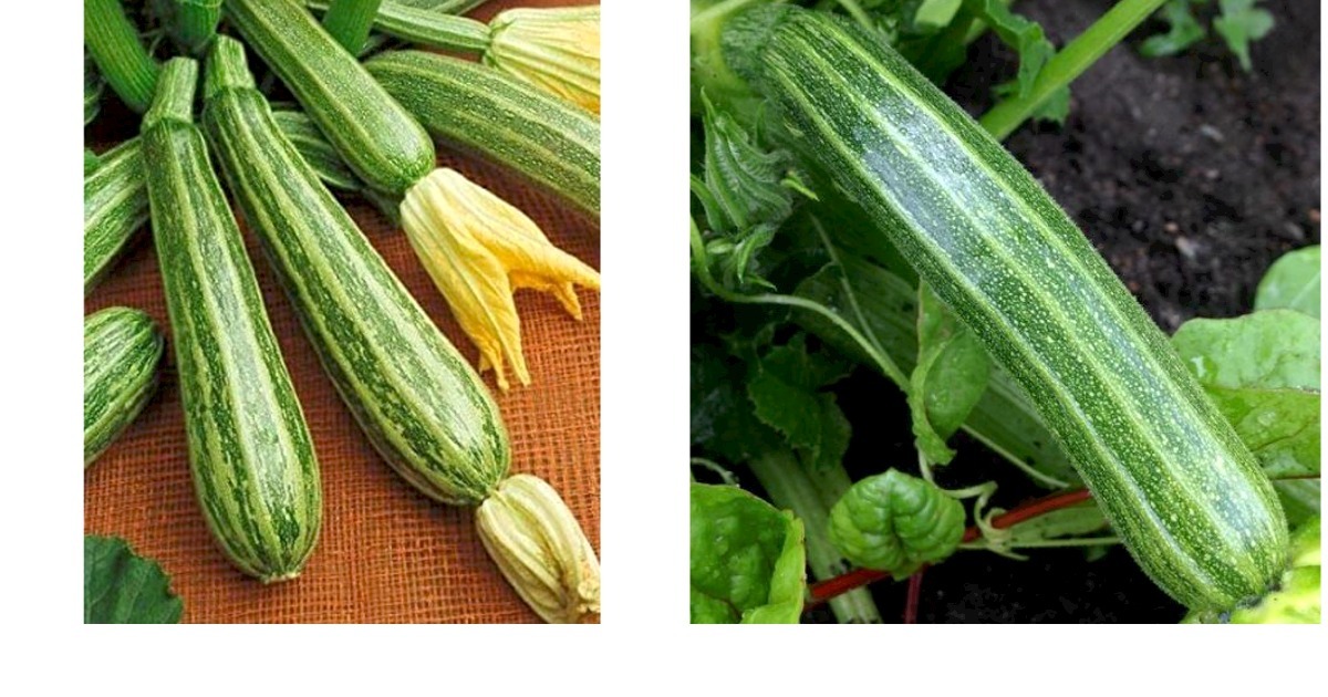Italian Squash Zucchini Seeds  Fresh Garden Seeds Gardening Plant - $0.00+