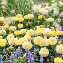 50 Seeds African Marigold MOONLIGHT Dwarf 18&quot; Huge Flowers Beneficial Non-GMO - £9.78 GBP
