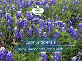 1 Gram Seeds Texas Bluebonnet (Lupinus texensis) for Planting | Iconic W... - $13.29 CAD