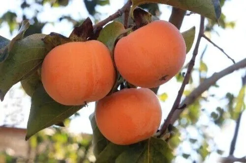 Date Plum Persimmon Flowering Fruit Tree Seeds (Diospyros Lotus) 5 Seeds Fresh G - £7.90 GBP