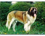 Saint Bernard Dog 3D Lenticular UNP Postcard O21 - $14.20