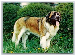 Saint Bernard Dog 3D Lenticular UNP Postcard O21 - £11.35 GBP