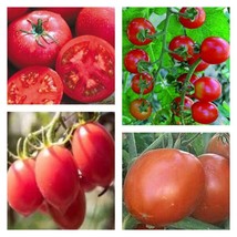 Heat Tolerant Tomato Mix | Organic Seeds FRESH - £14.75 GBP