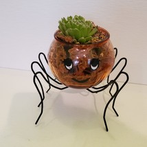 Spider Planter with Succulent, Halloween Pot, Sempervivum, Hens and Chicks image 3