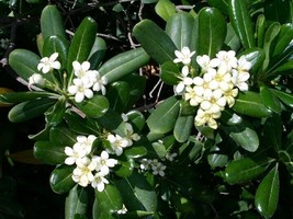 Pittosporum Tobira Korean Form Hardy Evergreen Japanese Mock Orange Seeds Fresh  - £11.82 GBP