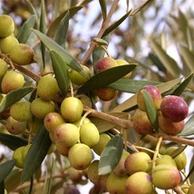 Live Plant Olive Tree &#39;Arbequina&#39; Olea europaea - £27.23 GBP